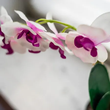 Jm Lubicz Ii Краков