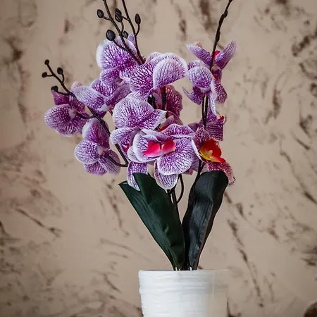 Jm Lubicz Ii Appartement *