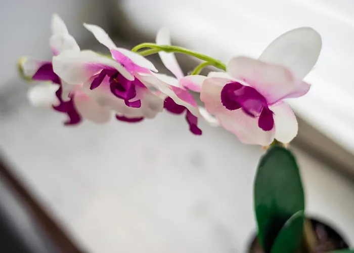 Jm Lubicz Ii Cracovie